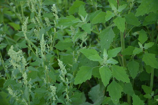 Goosefoot (Chenopodium album) in the meadow.Chenopodium album leaves in spring, north china