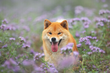 Gorgeous and happy red shiba inu dog posing in the violet flowers field. Phacelia blossoms. Beautiful japanese dog