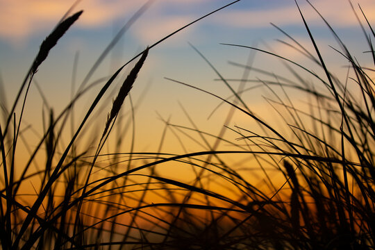 Sonnenuntergang durch Strandhafer in den D&uuml;nen