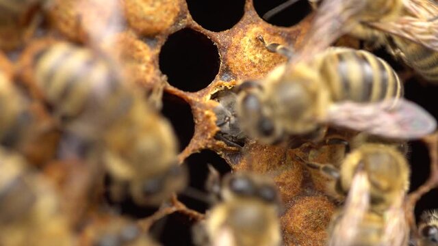 The Birth of a Bee. Worker bee emerging from cell. The Honey Bee Life Cycle. Organic beekeeping