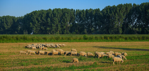 Fototapeta na wymiar Flock of sheep in the field