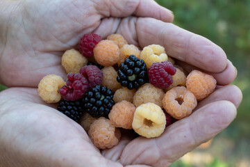 handful of berries