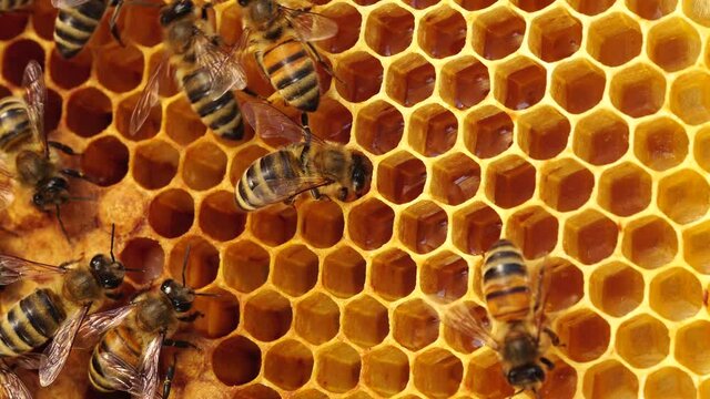 Organic beekeeping. Honey in combs macro. Harvest of honey. Bee colony in hive