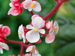Begonia grandis evansiana - Bégonia de Madame Evans aux grappes de fleurs blanc et rose vif sur...