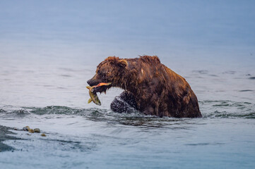 Fototapeta premium Ruling the landscape, brown bears of Kamchatka (Ursus arctos beringianus)