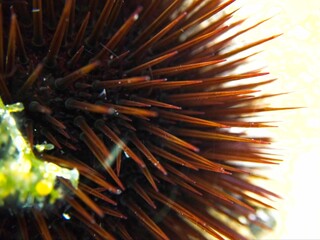 Macro view of a Mediterranean sea urchin