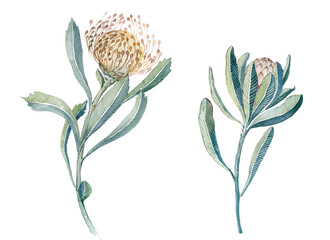 Flowers watercolor illustration.Manual composition.Big Set watercolor elements.