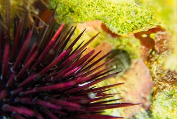 Macro view of a Mediterranean sea urchin
