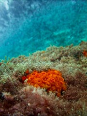 Orange Sun Coral, or Tubastrea Faulkneri, in warm Maltese waters