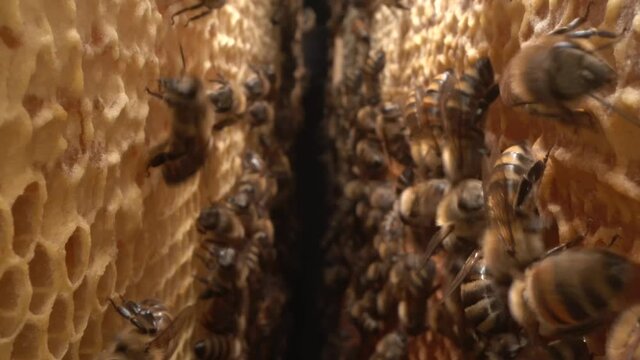 Bee colony inside in hive close up. Honey in combs. Organic Beekeeping (or apiculture)