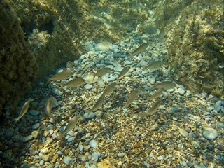 Sarpa Salpa, or Dreamfish, common in Maltese waters was used by the Romans as a hallucinogenic.