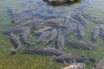 池で泳ぐ鯉
