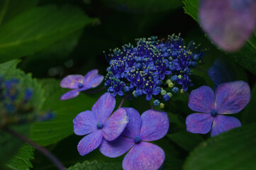 公園に咲く紫陽花