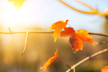 Obraz premium Bright maple leaves in the sunlight