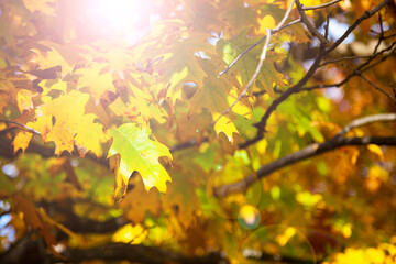 Bright yellow oak leaves in the sunlight