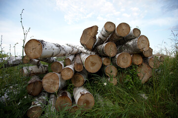 Logs on the green grass and blue sky at the background. Wooden stacked trees at the grass. Natural texture of wooden sticks.
