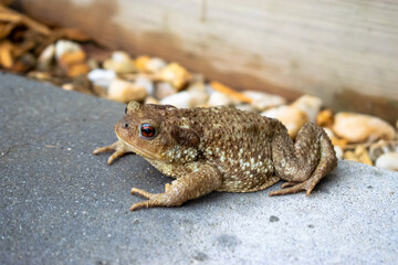 Vendée, FRANCE, our toad on the terrace comes out of its shelter and goes hunting in the garden.

