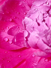Drops of water on peony flower petals