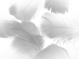 Beautiful abstract gray and white feathers on white background, soft brown feather texture on white...