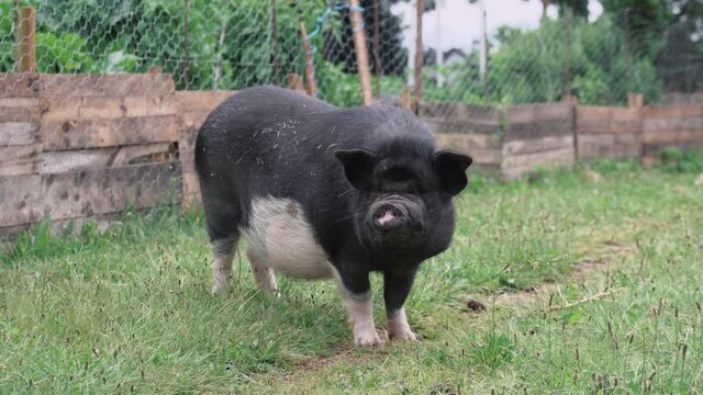 Low angle, a Vietnamese pot-bellied Pig as a pet in a garden facing the camera