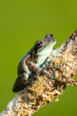 Trachycephalus resinifictrix (Harlequin frog) is sitting on a branch of a tree.
