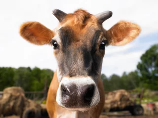 Fotobehang cow on a farm © Morgan