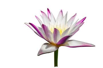 Fototapeta premium Water lily isolated on white background. Water lily has rhizomes and flows underground. And send the flowers to the surface There are beautiful flowers to watch throughout the year. Late in the mornin