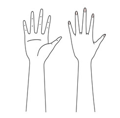 手の平と手の甲