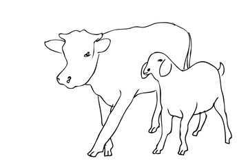 Vector Manual Draw Sketch cow and sheep, allowed to be slaughted in idul adha
