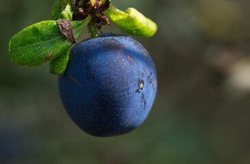 blackthorn berries (sloes) in macro