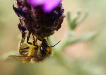 honey bee on flower in macro