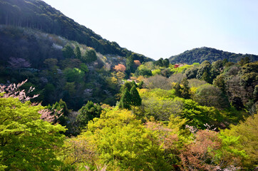 The scenery of Kiyomizu Temple seen from Stage of Kiyomizu at early April.