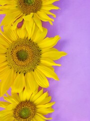 Obraz premium sunflowers on a blue background
