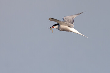 Obraz premium Common tern Sterna hirundo flying switly with small fish in beak from side with blue and grey background