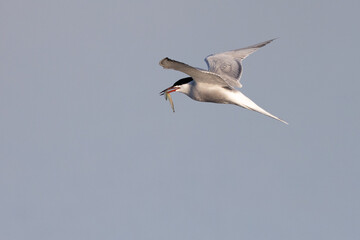 Fototapeta na wymiar Common tern Sterna hirundo flying switly with small fish in beak from side with blue and grey background