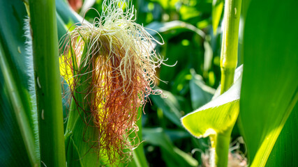 Fototapeta Anielskie włosy kukurydzy obraz
