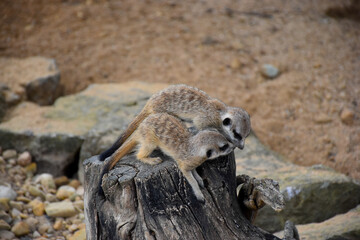 Two Meerkat (Suricata suricatta) babies playing