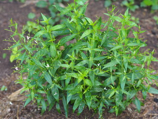 King of bitters scientific name Andrographis paniculata Burm, Wall. Ex Nees, Fah Talai jhon, Thai...