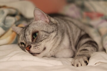 Fototapeta na wymiar 呼ばれて左に視線を向ける猫のアメリカンショートヘア American shorthair cat whose eyes turn to the left while lying down.