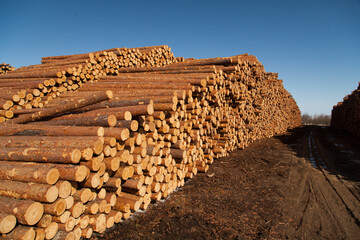 Stacks of logs on sawmill near dirty road