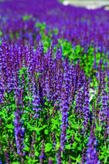 Obraz premium Blooming Lavender. Beautiful lilac lavender