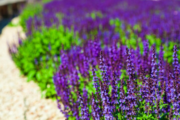 Blooming Lavender. Beautiful lilac lavender