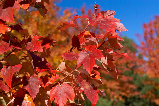 Red Leaves In Fall