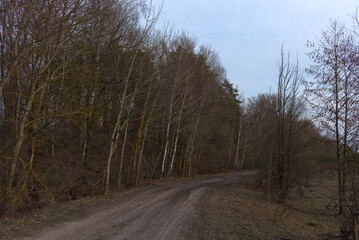 Fototapeta na wymiar Trees growing on the side of a country road in the evening. A row of trees during twilight. Evening landscape. Leafless trees in spring.