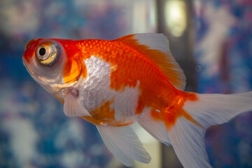 Comet goldfish in aquarium