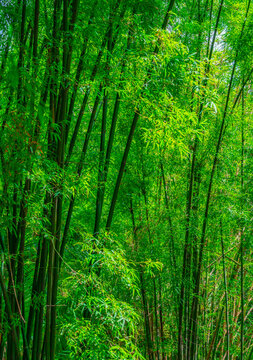 Beautiful bamboo forest, vertical image. Green colour of nature in bamboo forest.