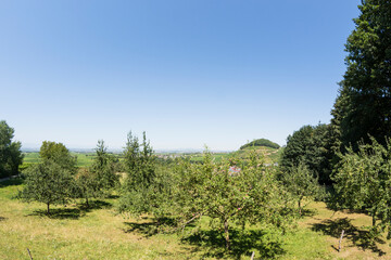 Fototapeta na wymiar Apple tree plantation, with Castellberg in the background