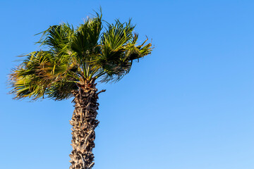 Vacation concept. A palm tree on a windy day with blue sky. Postcard with copy space.