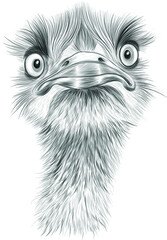 head of the ostrich sketch black and white is a funny bird vector illustration
