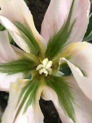 The middle of the tulip flower. White petals with green lines